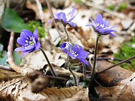 春天,花卉,肝黃斑