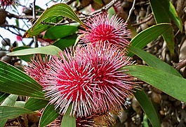 hakea 喬木,植物區(qū)系,自然