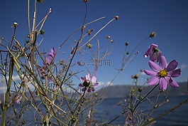 花,水,天空