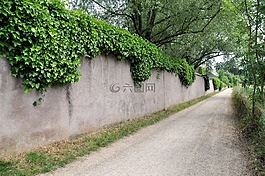 常春藤,離,性質(zhì)