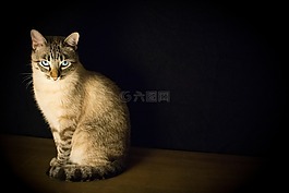 貓,動物,小貓