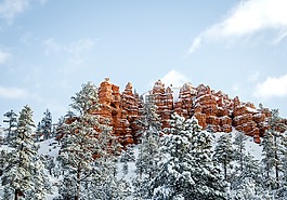 樹,雪,冬天