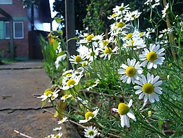 洋甘菊,花卉,性質(zhì)
