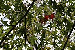 葉,日本楓樹(shù),樹(shù)
