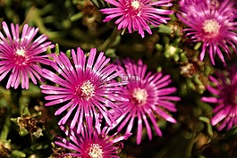 花,開花,紫