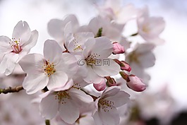 櫻花,日本,春