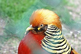 鳥,公雞,性質