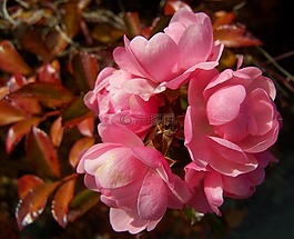玫瑰花,粉紅色的花,花期花序