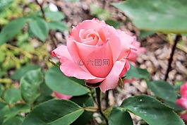 玫瑰,花,開(kāi)花