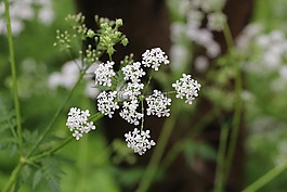峨?yún)?花,綠色