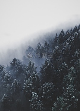 樹,自然,霧