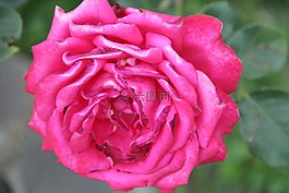 玫瑰,野花,花