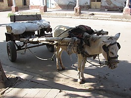 阿斯馬拉,厄立特里亞,驢