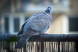 城市,鴿子,鳥