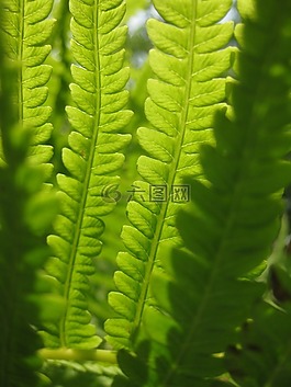 蕨類植物,綠色,葉子