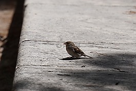 鳥,公園,西班牙