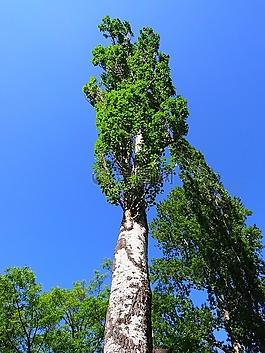 德國(guó),樹(shù),天空