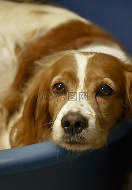 epagneul布雷顿,小猎犬,布列塔尼