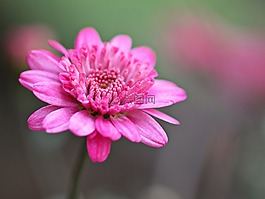 開花,花,廠