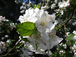 蘋果樹,蘋果樹花,白
