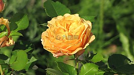 毛茛屬植物,花,橙