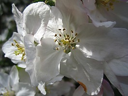 蘋果樹,蘋果樹花,白