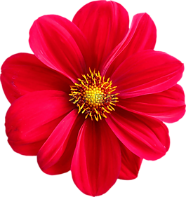 花,自然,花瓣