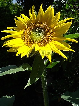 自然,植物區(qū)系,花