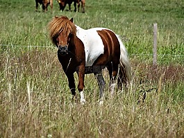 這匹馬,小馬,動物
