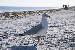 海鷗,海灘,海