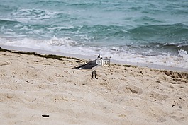 海鷗,海灘,海