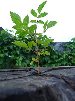 生活,生態(tài),性質