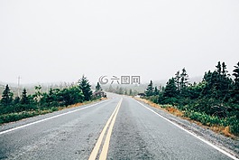 路,樹,植物