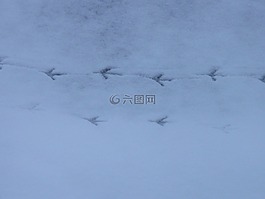 鸟曲目,动物跟踪,再版