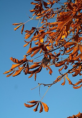 葉子,七葉樹(shù),秋天樹(shù)葉
