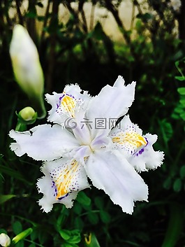 蘭花,花卉,性質(zhì)