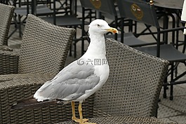 海鷗,澤福格爾,鳥