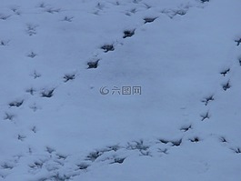 鸟曲目,动物跟踪,再版