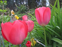 郁金香,花,春天