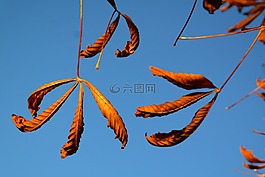 秋天樹(shù)葉,黃金,秋天的顏色