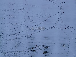 鸟曲目,动物跟踪,再版