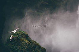 海鷗,鳥,懸崖