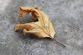 自然,秋天,葉