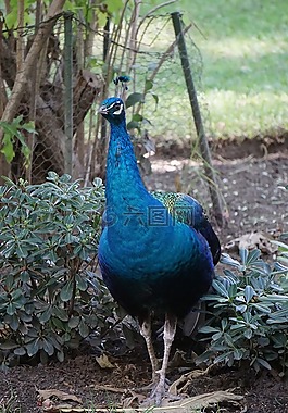 孔雀,ave,公園