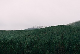 森林,樹,伍茲