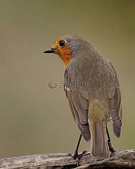 鳥(niǎo),動(dòng)物,托斯卡納