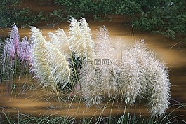 草,裝飾,降下