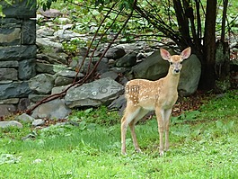 鹿,動物,野生