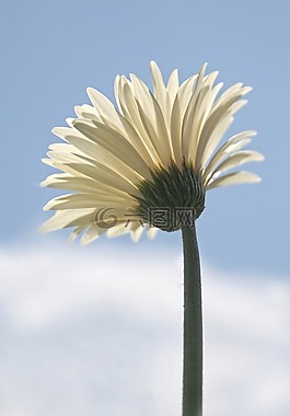 雛菊,花,白
