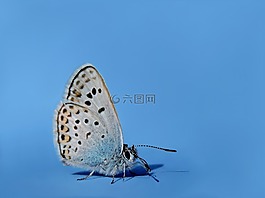 常見藍(lán),hauhechel藍(lán)色的,蝴蝶